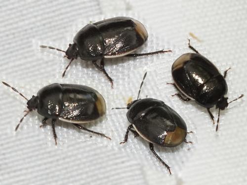 Legnotus limbosus